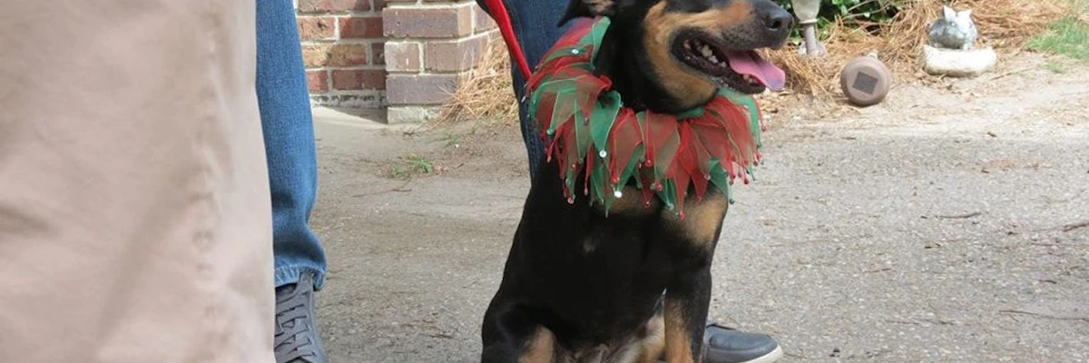 Bandes originales du film 12 jours de chien jusqu’à Noël