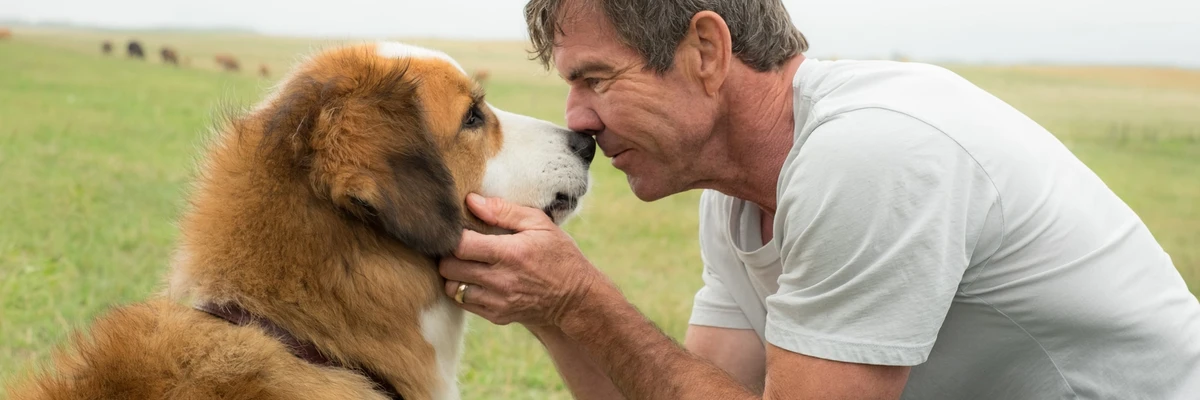 Bandas sonoras de El propósito de un perro