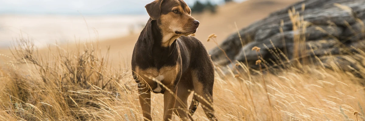 Bandas sonoras de El camino de un perro a casa