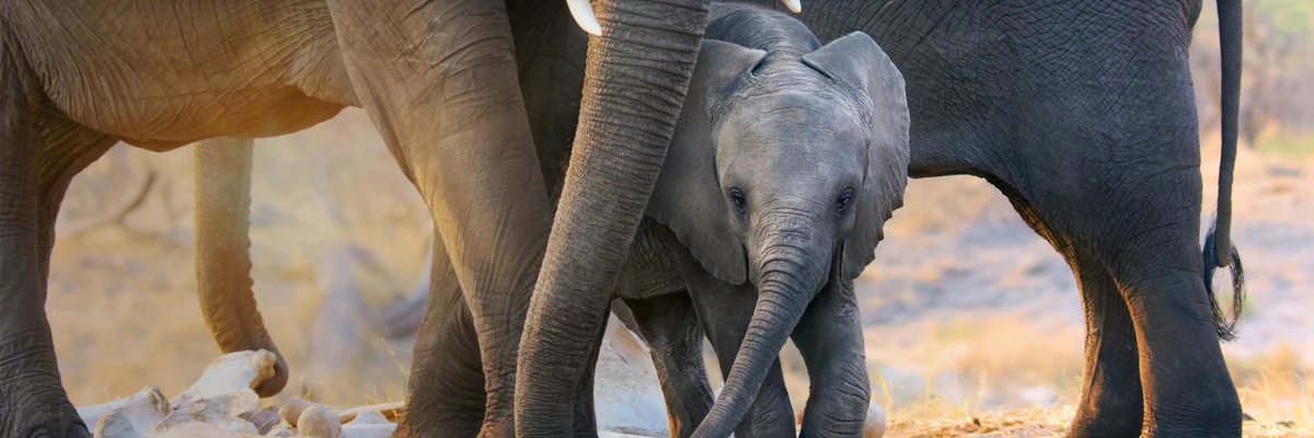 Bandas sonoras de elefante
