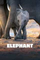 Bandas sonoras de elefante