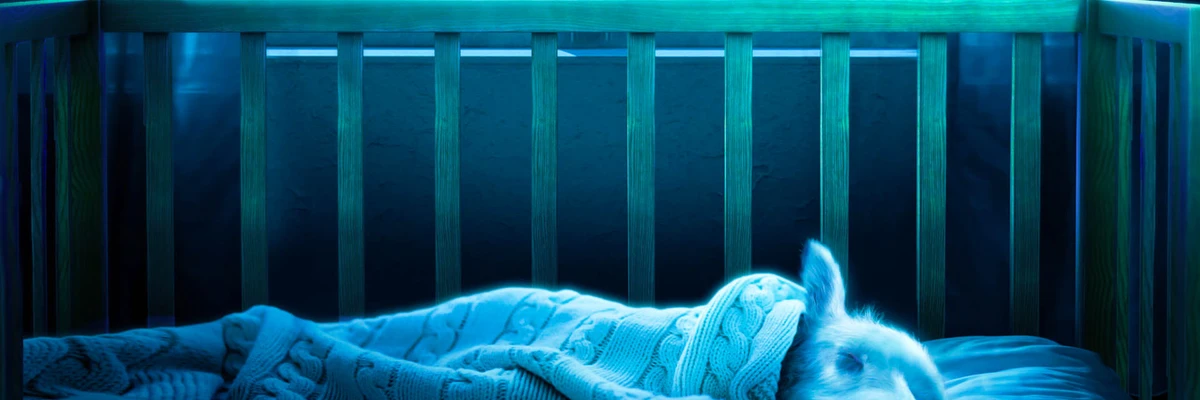 Bandes originales du film Lamb