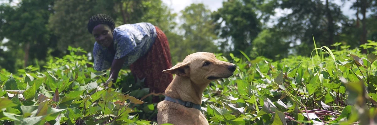 Bandas sonoras de No merecemos perros
