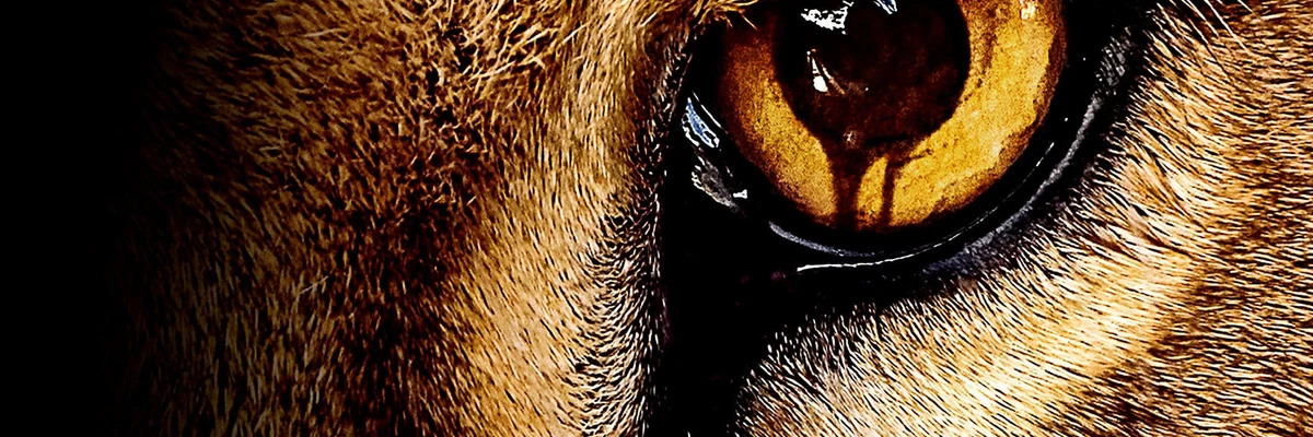 zoo - Saison 1, Épisode 10 : Bandes originales